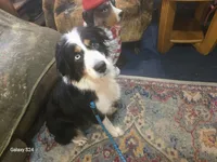 Casey, a female Australian Shepherd for sale in Duvall, WA – Photo 2 of 2