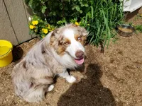 Ginger, a female Australian Shepherd for sale in Duvall, WA – 3 of 3
