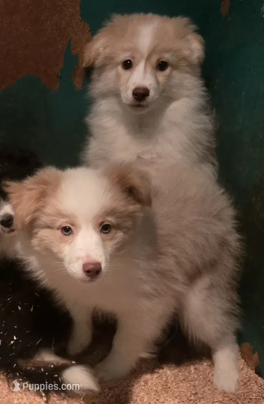 Winston – Miniature Australian Shepherd puppy for sale in Duvall, WA