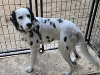 Pongo, a male Dalmatian for sale in Duvall, WA – Photo 4 of 4