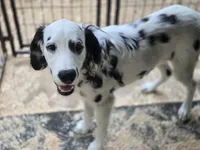 Pongo, a male Dalmatian for sale in Duvall, WA – Photo 3 of 4
