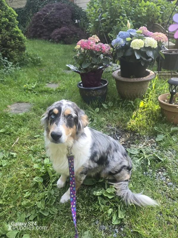 Honey – Australian Shepherd puppy for sale in Duvall, WA
