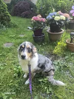 Honey, a female Australian Shepherd for sale in Duvall, WA – 1 of 3