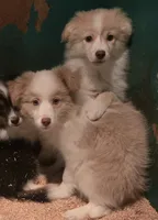 Winston, a male Miniature Australian Shepherd for sale in Duvall, WA – 3 of 3