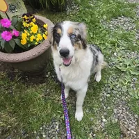 Bella, a female Australian Shepherd for sale in Duvall, WA – Photo 1 of 4