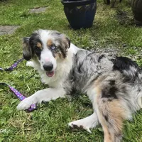 Bella, a female Australian Shepherd for sale in Duvall, WA – Photo 2 of 4