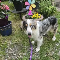 Bella, a female Australian Shepherd for sale in Duvall, WA – Photo 3 of 4
