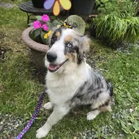 Bella, a female Australian Shepherd for sale in Duvall, WA – Photo 4 of 4