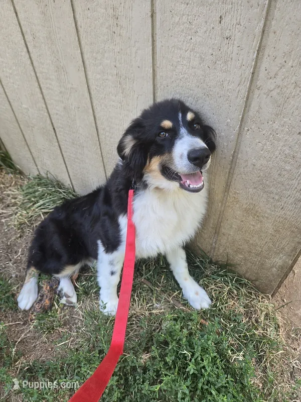 Buddy – Australian Shepherd puppy for sale in Duvall, WA