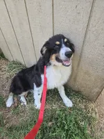 Buddy, a male Australian Shepherd for sale in Duvall, WA – 1 of 5