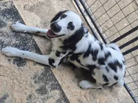 Rapunzel, a female Dalmatian for sale in Duvall, WA – 4 of 4