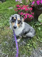Honey, a female Australian Shepherd for sale in Duvall, WA – 2 of 3