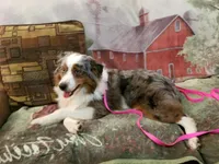 Lance, a male Miniature Australian Shepherd for sale in Duvall, WA – Photo 1 of 3