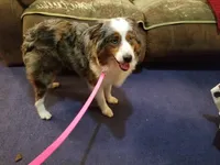 Lance, a male Miniature Australian Shepherd for sale in Duvall, WA – Photo 3 of 3