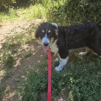 Buddy, a male Australian Shepherd for sale in Duvall, WA – Photo 4 of 4