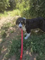 Buddy, a male Australian Shepherd for sale in Duvall, WA – Photo 4 of 4