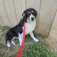 Buddy, a male Australian Shepherd for sale in Duvall, WA – Photo 3 of 4