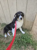 Buddy, a male Australian Shepherd for sale in Duvall, WA – Photo 3 of 4