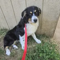 Buddy, a male Australian Shepherd for sale in Duvall, WA – Photo 1 of 4