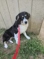 Buddy, a male Australian Shepherd for sale in Duvall, WA – Photo 1 of 4