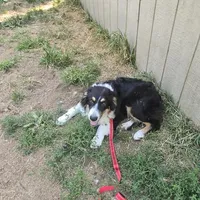 Buddy, a male Australian Shepherd for sale in Duvall, WA – Photo 2 of 4