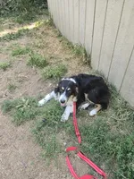 Buddy, a male Australian Shepherd for sale in Duvall, WA – Photo 2 of 4