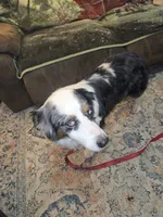 Bella, a female Australian Shepherd for sale in Duvall, WA – 3 of 3