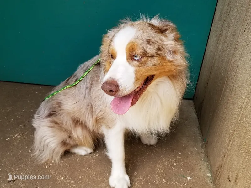 Ginger – Australian Shepherd puppy for sale in Duvall, WA