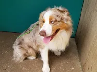 Ginger, a female Australian Shepherd for sale in Duvall, WA – 1 of 3