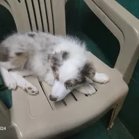 Little Red, a male Miniature Australian Shepherd for sale in Duvall, WA – Photo 3 of 3