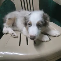 Little Red, a male Miniature Australian Shepherd for sale in Duvall, WA – Photo 2 of 3