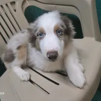 Little Red, a male Miniature Australian Shepherd for sale in Duvall, WA – Photo 1 of 3