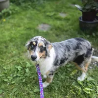 Jasmine, a female Australian Shepherd for sale in Duvall, WA – Photo 3 of 3