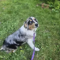 Jasmine, a female Australian Shepherd for sale in Duvall, WA – Photo 2 of 3