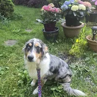 Jasmine, a female Australian Shepherd for sale in Duvall, WA – Photo 1 of 3