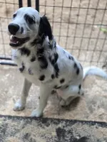Rapunzel, a female Dalmatian for sale in Duvall, WA – 2 of 4