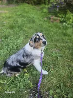Honey, a female Australian Shepherd for sale in Duvall, WA – 3 of 3