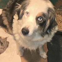 Sophie, a female Australian Shepherd for sale in Duvall, WA – Photo 4 of 5