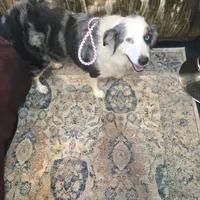 Sophie, a female Australian Shepherd for sale in Duvall, WA – Photo 1 of 5