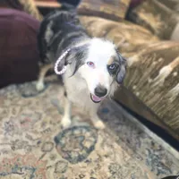 Sophie, a female Australian Shepherd for sale in Duvall, WA – Photo 2 of 5