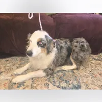 Sophie, a female Australian Shepherd for sale in Duvall, WA – Photo 5 of 5