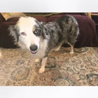 Sophie, a female Australian Shepherd for sale in Duvall, WA – Photo 3 of 5