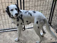Rapunzel, a female Dalmatian for sale in Duvall, WA – 3 of 4