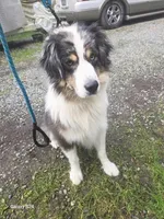 Adam, a male Australian Shepherd for sale in Duvall, WA – Photo 6 of 6