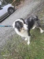 Adam, a male Australian Shepherd for sale in Duvall, WA – Photo 4 of 6