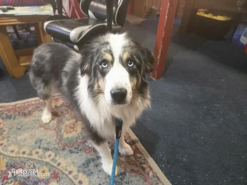 Adam – Australian Shepherd puppy for sale in Duvall, WA