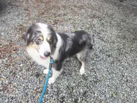 Adam, a male Australian Shepherd for sale in Duvall, WA – Photo 5 of 6