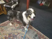 Adam, a male Australian Shepherd for sale in Duvall, WA – Photo 3 of 6