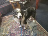 Adam, a male Australian Shepherd for sale in Duvall, WA – Photo 2 of 6