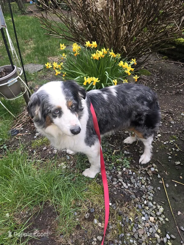 Bella – Australian Shepherd puppy for sale in Duvall, WA